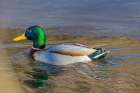 USA, Colorado, Fort Collins. Male mallard duck in water. Art Print